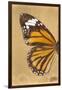 Miss Butterfly Genutia Profil - Honey-Philippe Hugonnard-Framed Photographic Print