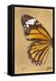 Miss Butterfly Genutia Profil - Honey-Philippe Hugonnard-Framed Stretched Canvas