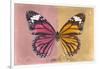 Miss Butterfly Genutia Profil - Hot Pink & Honey-Philippe Hugonnard-Framed Photographic Print