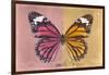 Miss Butterfly Genutia Profil - Hot Pink & Honey-Philippe Hugonnard-Framed Photographic Print