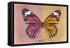 Miss Butterfly Genutia Profil - Hot Pink & Honey-Philippe Hugonnard-Framed Stretched Canvas