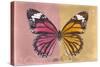 Miss Butterfly Genutia Profil - Hot Pink & Honey-Philippe Hugonnard-Stretched Canvas