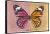 Miss Butterfly Genutia Profil - Hot Pink & Honey-Philippe Hugonnard-Framed Stretched Canvas