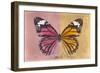 Miss Butterfly Genutia Profil - Hot Pink & Honey-Philippe Hugonnard-Framed Photographic Print