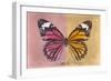 Miss Butterfly Genutia Profil - Hot Pink & Honey-Philippe Hugonnard-Framed Photographic Print