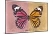 Miss Butterfly Genutia Profil - Hot Pink & Honey-Philippe Hugonnard-Mounted Photographic Print