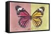 Miss Butterfly Genutia Profil - Hot Pink & Yellow-Philippe Hugonnard-Framed Stretched Canvas