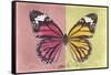 Miss Butterfly Genutia Profil - Hot Pink & Yellow-Philippe Hugonnard-Framed Stretched Canvas