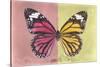 Miss Butterfly Genutia Profil - Hot Pink & Yellow-Philippe Hugonnard-Stretched Canvas