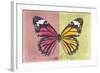 Miss Butterfly Genutia Profil - Hot Pink & Yellow-Philippe Hugonnard-Framed Photographic Print