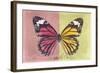 Miss Butterfly Genutia Profil - Hot Pink & Yellow-Philippe Hugonnard-Framed Photographic Print