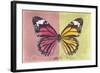 Miss Butterfly Genutia Profil - Hot Pink & Yellow-Philippe Hugonnard-Framed Photographic Print