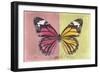 Miss Butterfly Genutia Profil - Hot Pink & Yellow-Philippe Hugonnard-Framed Photographic Print