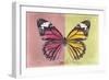 Miss Butterfly Genutia Profil - Hot Pink & Yellow-Philippe Hugonnard-Framed Photographic Print