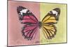 Miss Butterfly Genutia Profil - Hot Pink & Yellow-Philippe Hugonnard-Mounted Photographic Print