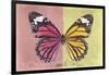 Miss Butterfly Genutia Profil - Hot Pink & Yellow-Philippe Hugonnard-Framed Photographic Print