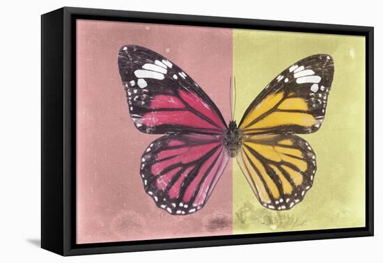 Miss Butterfly Genutia Profil - Hot Pink & Yellow-Philippe Hugonnard-Framed Stretched Canvas