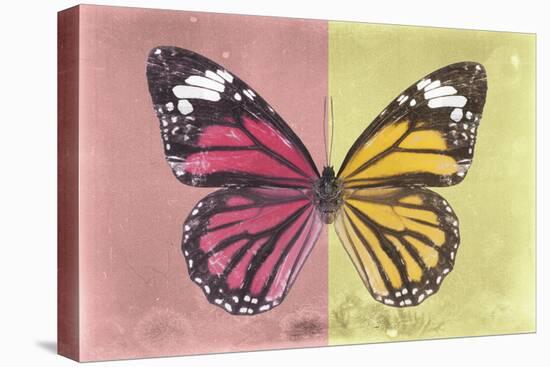 Miss Butterfly Genutia Profil - Hot Pink & Yellow-Philippe Hugonnard-Stretched Canvas