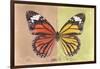 Miss Butterfly Genutia Profil - Orange & Yellow-Philippe Hugonnard-Framed Photographic Print