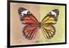 Miss Butterfly Genutia Profil - Orange & Yellow-Philippe Hugonnard-Framed Photographic Print
