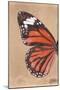 Miss Butterfly Genutia Profil - Orange-Philippe Hugonnard-Mounted Photographic Print