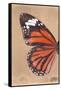 Miss Butterfly Genutia Profil - Orange-Philippe Hugonnard-Framed Stretched Canvas