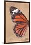 Miss Butterfly Genutia Profil - Orange-Philippe Hugonnard-Framed Photographic Print