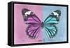 Miss Butterfly Genutia Profil - Pink & Blue-Philippe Hugonnard-Framed Stretched Canvas