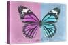 Miss Butterfly Genutia Profil - Pink & Blue-Philippe Hugonnard-Stretched Canvas