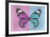 Miss Butterfly Genutia Profil - Pink & Blue-Philippe Hugonnard-Framed Photographic Print