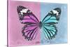 Miss Butterfly Genutia Profil - Pink & Blue-Philippe Hugonnard-Stretched Canvas