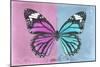 Miss Butterfly Genutia Profil - Pink & Blue-Philippe Hugonnard-Mounted Photographic Print