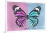 Miss Butterfly Genutia Profil - Pink & Blue-Philippe Hugonnard-Framed Photographic Print