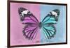 Miss Butterfly Genutia Profil - Pink & Blue-Philippe Hugonnard-Framed Photographic Print