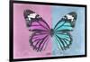 Miss Butterfly Genutia Profil - Pink & Blue-Philippe Hugonnard-Framed Photographic Print