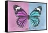 Miss Butterfly Genutia Profil - Pink & Blue-Philippe Hugonnard-Framed Stretched Canvas