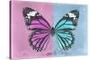 Miss Butterfly Genutia Profil - Pink & Blue-Philippe Hugonnard-Stretched Canvas