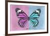 Miss Butterfly Genutia Profil - Pink & Blue-Philippe Hugonnard-Framed Photographic Print