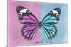 Miss Butterfly Genutia Profil - Pink & Blue-Philippe Hugonnard-Mounted Photographic Print
