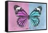 Miss Butterfly Genutia Profil - Pink & Blue-Philippe Hugonnard-Framed Stretched Canvas