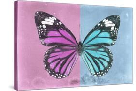 Miss Butterfly Genutia Profil - Pink & Blue-Philippe Hugonnard-Stretched Canvas