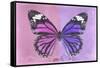 Miss Butterfly Genutia Profil - Pink & Purple-Philippe Hugonnard-Framed Stretched Canvas