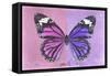 Miss Butterfly Genutia Profil - Pink & Purple-Philippe Hugonnard-Framed Stretched Canvas