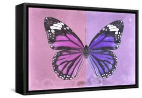 Miss Butterfly Genutia Profil - Pink & Purple-Philippe Hugonnard-Framed Stretched Canvas