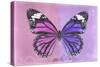 Miss Butterfly Genutia Profil - Pink & Purple-Philippe Hugonnard-Stretched Canvas