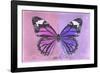 Miss Butterfly Genutia Profil - Pink & Purple-Philippe Hugonnard-Framed Photographic Print