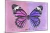 Miss Butterfly Genutia Profil - Pink & Purple-Philippe Hugonnard-Mounted Photographic Print