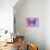 Miss Butterfly Genutia Profil - Pink & Purple-Philippe Hugonnard-Photographic Print displayed on a wall