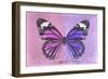 Miss Butterfly Genutia Profil - Pink & Purple-Philippe Hugonnard-Framed Photographic Print