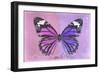 Miss Butterfly Genutia Profil - Pink & Purple-Philippe Hugonnard-Framed Photographic Print